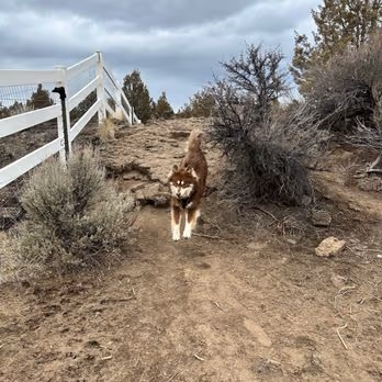 Dog Park at Big Sky Park photo 1